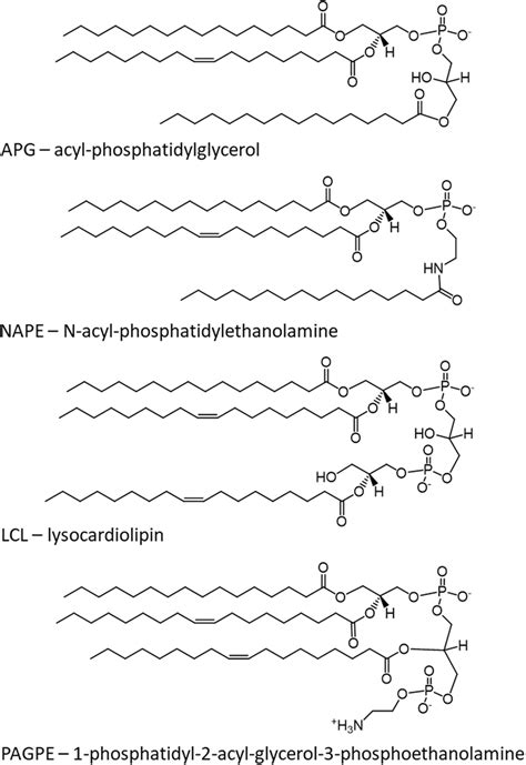 Summary of chemical structures of tri-acylated glycerophospholipids.... | Download Scientific ...