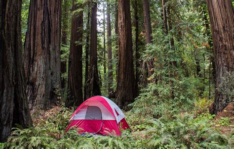 Redwood National Park features prime social distance camping - Save the Redwoods League