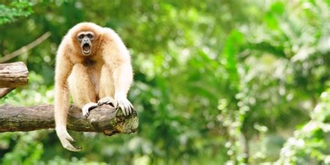 Arunachal launches programme on conservation of the endangered Eastern Hoolock Gibbon