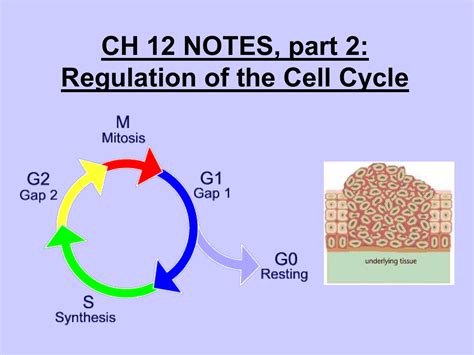 Notes: Regulation of the Cell Cycle