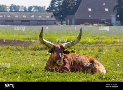 Close up of a red brown Watusi cattle, Bos taurus indicus, lying in a ...