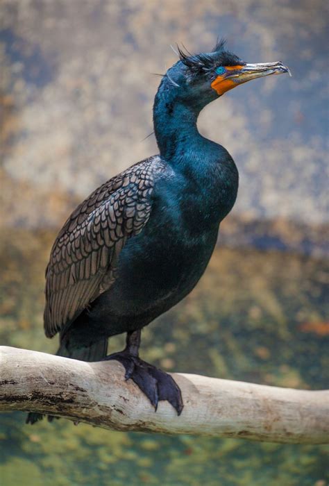 Double Crested Cormorant | Pet birds, Beautiful birds, Sea birds