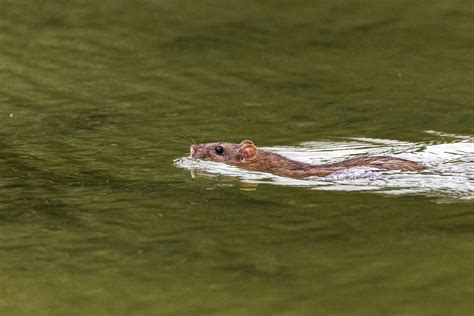 Can Rats Swim? - A-Z Animals