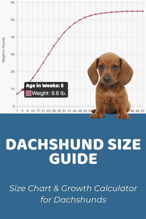 Dachshund Size Guide: How Big Do Dachshunds Get? - Puppy Weight Calculator