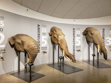 LA BREA TAR PITS & MUSEUM - Updated October 2024 - 3948 Photos & 1210 ...