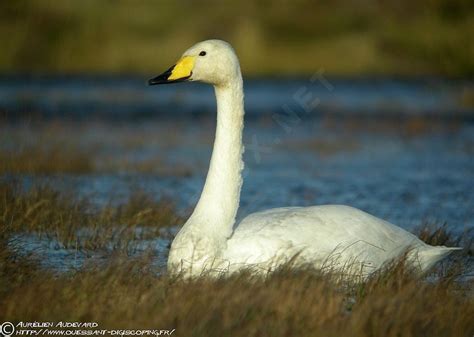 Habitat - WHOOPER SWANS