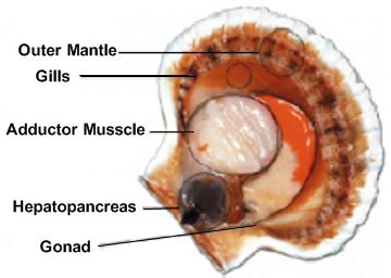 Shellfish information-Scallops-Barnegat Bay