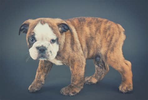 What's a Brindle English Bulldog's Price - Dog Pricing