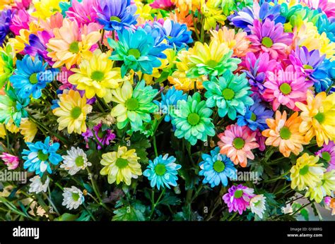 Multi-colored flowers. Beautiful bouquet of colored flowers in Keukenhof Stock Photo - Alamy