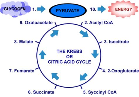 Oxaloacetic Acid, Oxaloacetate,thermal stabilized oxaloacetic acid,CAS ...