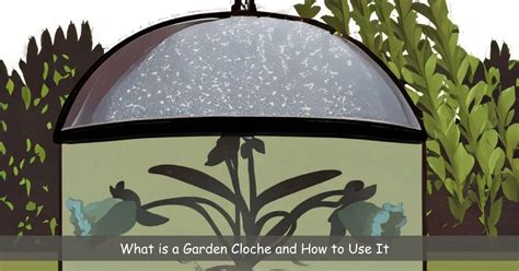 What is a Garden Cloche and How to Use It – Machrus USA