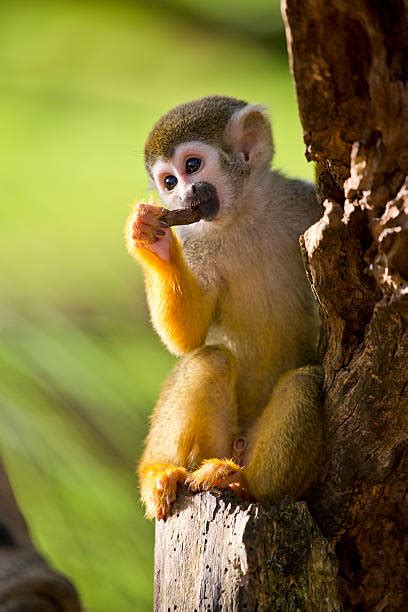 300+ Baby Monkey Tree Stock Photos, Pictures & Royalty-Free Images - iStock