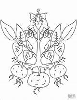 Potatoes Coloring Pages  ColoringBay sketch template