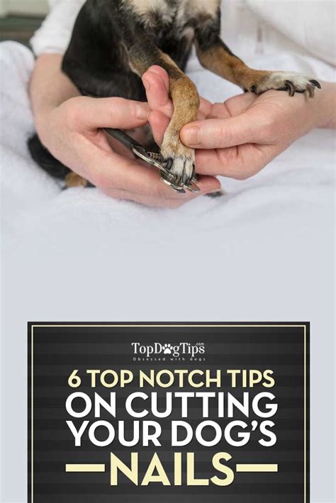6 Tips for Cutting Your Dog's Nails – Top Dog Tips