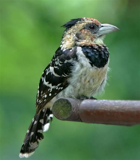 Birds of The World: African Barbets (Lybiidae); Asian (Megalaimidae); New World (Capitonidae)