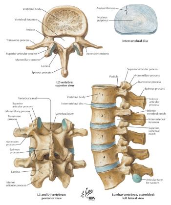 Lumbar Vertebrae - Physiopedia