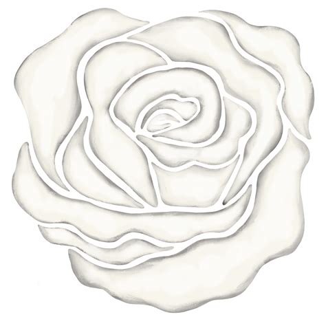 white rose flower drawing illustration 13168284 PNG