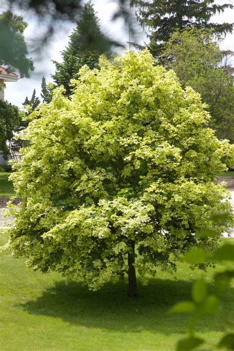 Variegated Norway Maple - Plant Library - Pahl's Market - Apple Valley, MN