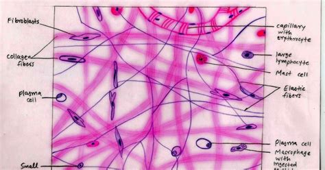 [DIAGRAM] Diagram Of Connective Tissue - MYDIAGRAM.ONLINE