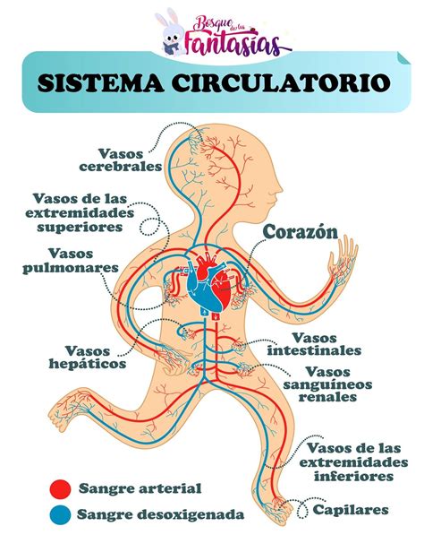 the circulators and their functions are shown in this diagram, which ...