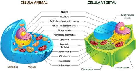 Diferencias y semejanzas entre la célula animal y vegetal: Lo que debes saber