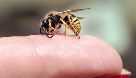 How dangerous are wasp stings? - The Wasp Experts Scotland