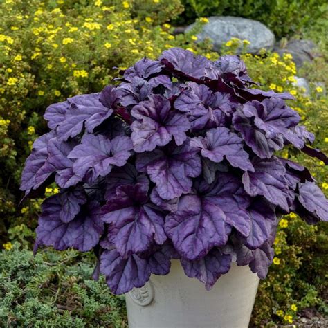 Grow heuchera for foliage or flowers - Winnipeg Free Press Homes