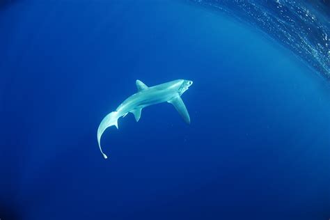 Bigeye Thresher Shark | Alopias superciliosus