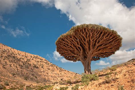 Socotra Dragon Tree Stock Photos, Pictures & Royalty-Free Images - iStock