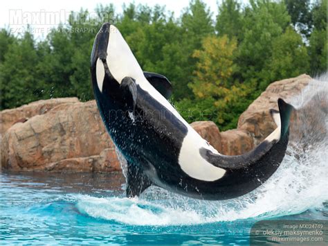 Photo of Orca Killer Whale Jumping | Stock Image MXI24749