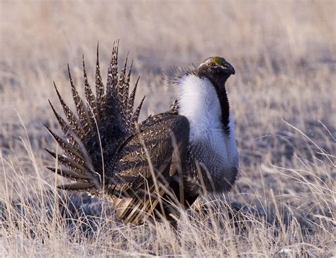 Sage Grouse | Montana FWP