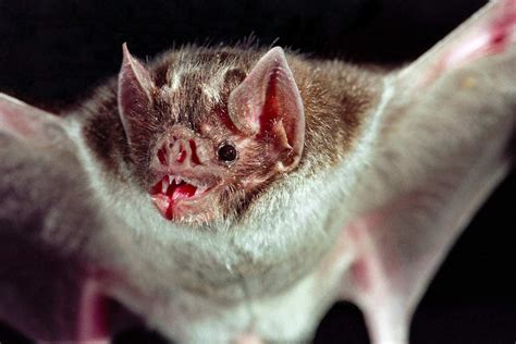 Blood-feeding vampire bats evolved and survive thanks to 'jumping genes ...