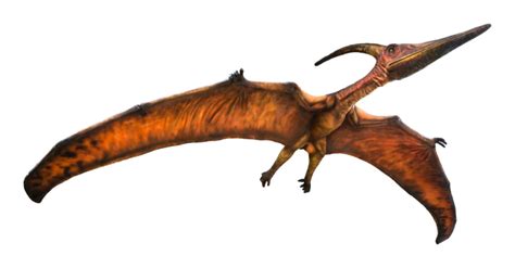 Pterodactyl vs Pteranodon: What’s the Difference? - IMP WORLD