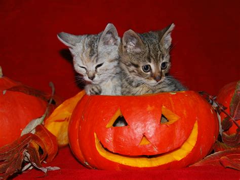 NOS PETITS FRERES LES ANIMAUX: Happy Halloween