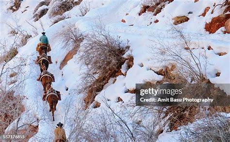 48 Mule Train Grand Canyon Stock Photos, High-Res Pictures, and Images - Getty Images