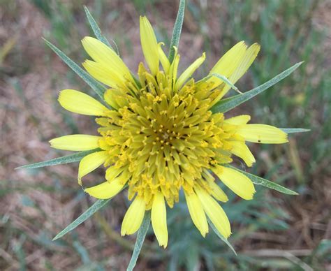 Yellow Salsify | Colorado's Wildflowers