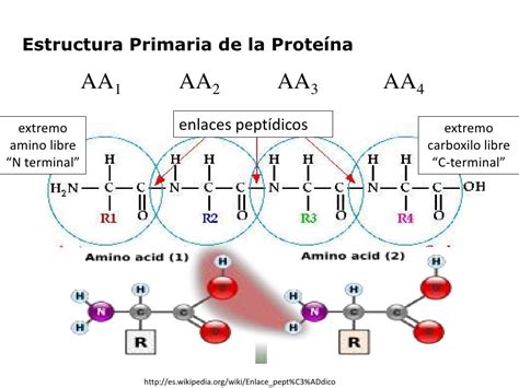 Aminoácidos y estructura primaria de las proteínas