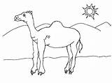 Desert Coloring Pages  Best For Kids sketch template