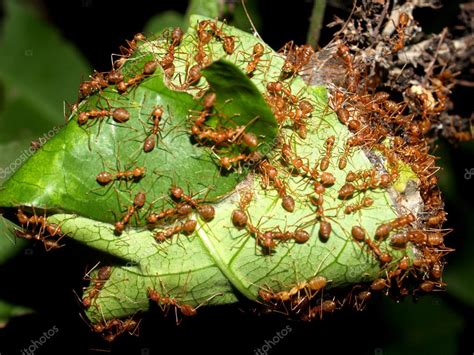 Red ants — Stock Photo © porjai #4181892