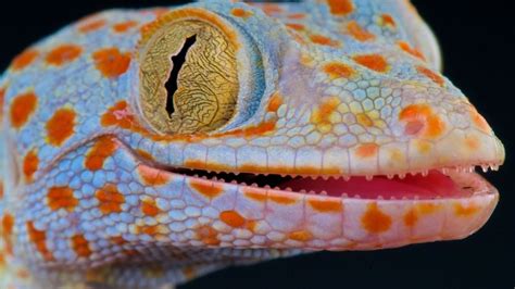 Tuko Sound - Gecko Sound - Picture Of Tokay Gecko - YouTube