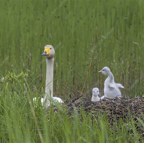 Whooper swan at nest with cygnets - Stock Image - C055/7434 - Science Photo Library