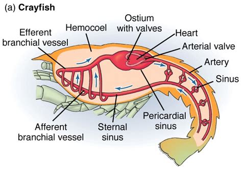 2. Biomechanics of human and other types of circulatory systems