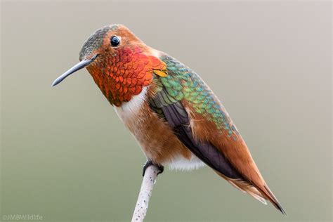 Allen's Hummingbird Species - Hummingbirds Plus