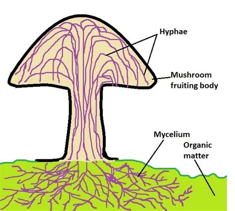 the structure of a mushroom is shown in this diagram