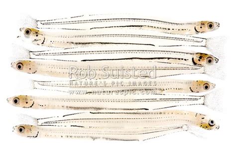 Whitebait, juvenile or larval form of the inanga or adult whitebait ...