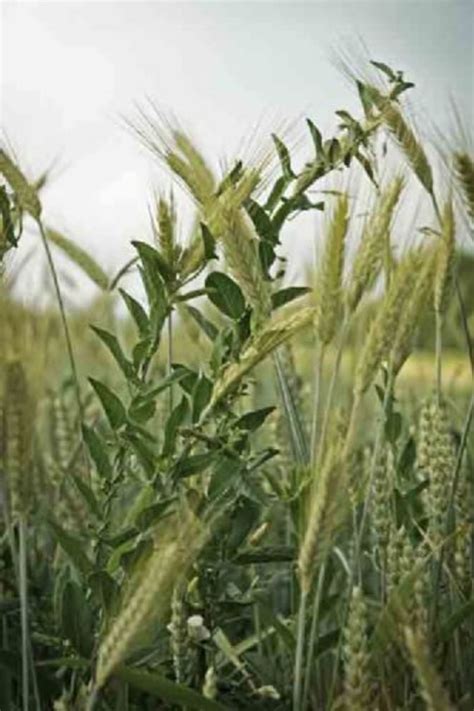 Wheat, Tare, and Weeds. Know the Difference | HubPages