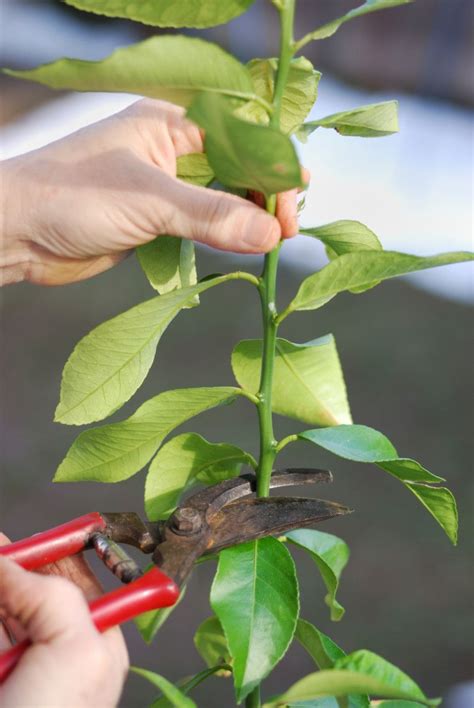 How To Grow A Meyer Lemon Tree Indoors That Actually Produces Lemons ...