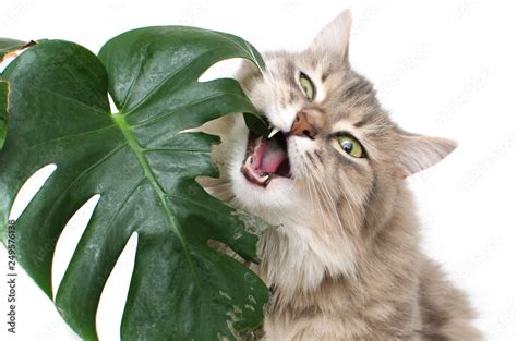 cat eats green leaf plant Stock Photo | Adobe Stock