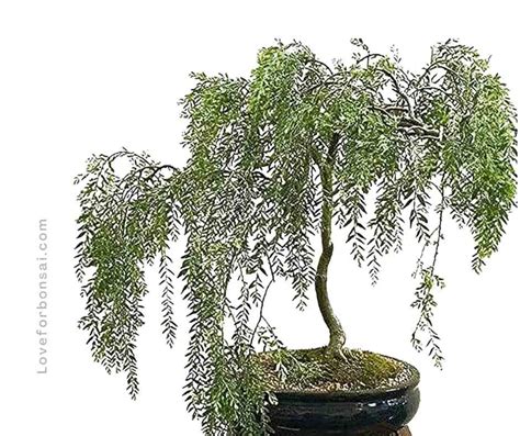 The Ultimate Care Guide For Weeping Willow Bonsai Trees - Love For Bonsai