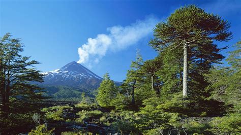 nature, Landscape, Trees, Volcano, Forest, Smoke, Snowy Peak, Chile ...